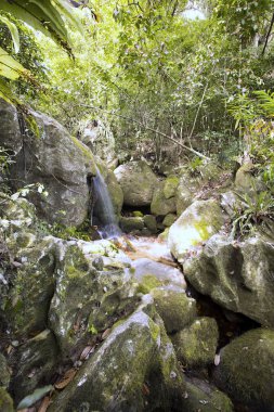 Küçük orman şelale, meraklı Mangabe, Madagaskar