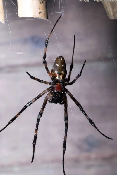 Araña Grande Red Madagascar — Foto de Stock