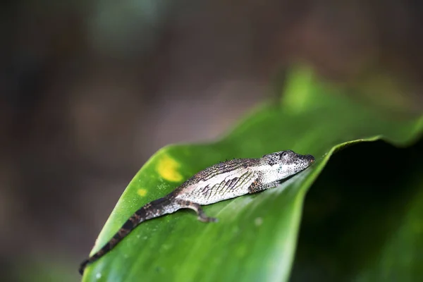 Caméléon Pygmée Peyrieras Brookesia Peyrierasi Dans Forêt Tropicale Madagascar — Photo