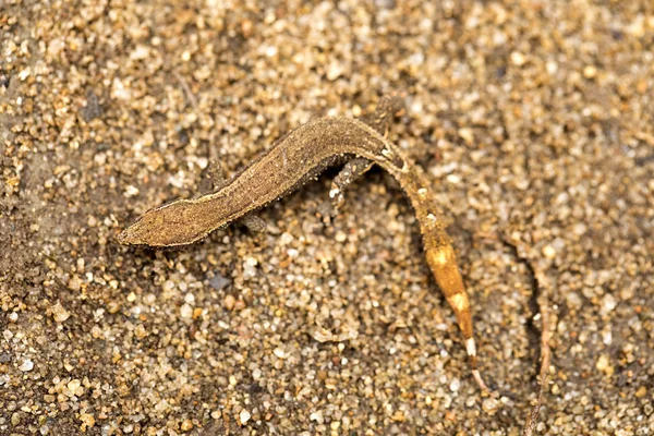 Gecko Indeterminado Parque Nacional Masoala Madagáscar — Fotografia de Stock