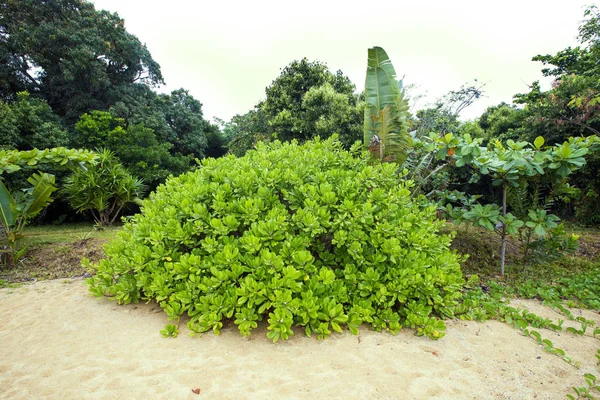 Vegetación Ribereña Parque Nacional Masoala Madagascar — Foto de Stock