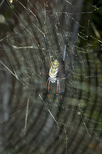 Gran Género Araña Nephila Red Madagascar — Foto de Stock
