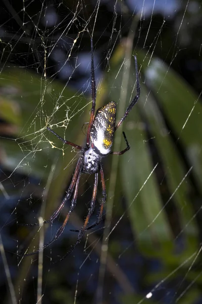 Gran Género Araña Nephila Red Madagascar — Foto de Stock