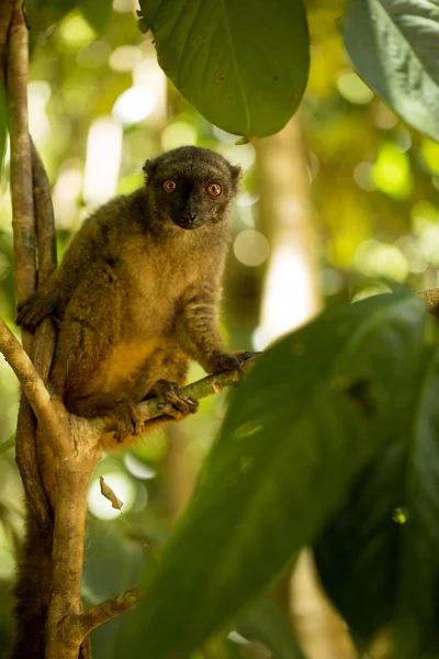 Mujer Lémur Frente Blanca Eulemur Albifrons Viendo Fotógrafo Nosy Mangabe — Foto de Stock