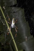 nagy pók nemzetség Nephila, a hálózat Madagaszkár