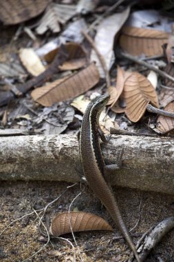 güçlü kertenkele Madagaskar girdled kertenkele, Zonosaurus madagascariensis, meraklı Mangabe, Madagaskar
