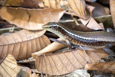 strong lizard Madagascar girdled lizard, Zonosaurus madagascariensis, Nosy Mangabe, Madagascar clipart