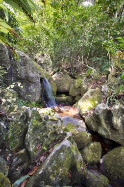 Küçük orman şelale, meraklı Mangabe, Madagaskar