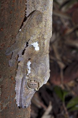 Portre Yağlı kuyruklu Gecko Uroplatus fimbriatus, meraklı Mangabe, Madagaskar