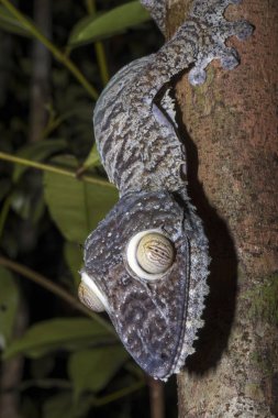 Portre Yağlı kuyruklu Gecko Uroplatus fimbriatus, meraklı Mangabe, Madagaskar