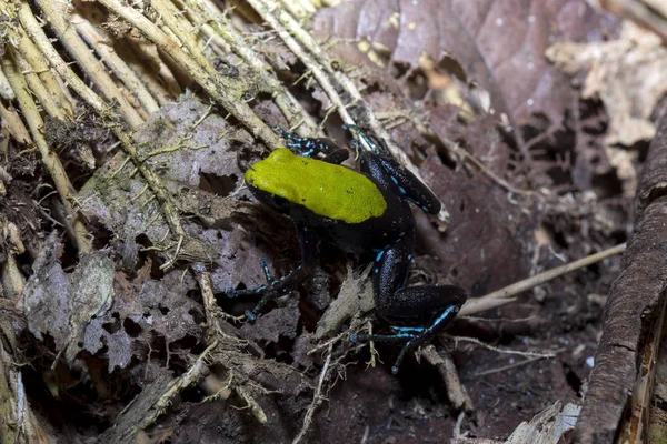 Hermosa Rana Pequeña Escalada Mantella Mantella Laevigata Nosy Mangabe Madagascar — Foto de Stock