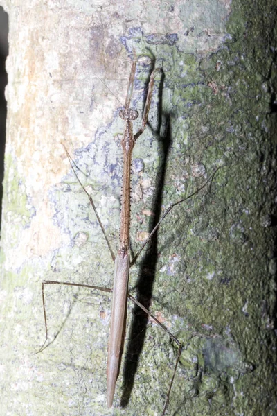 Big Stick Insekt Auf Einem Baum Neugierig Mangabe Madagaskar — Stockfoto