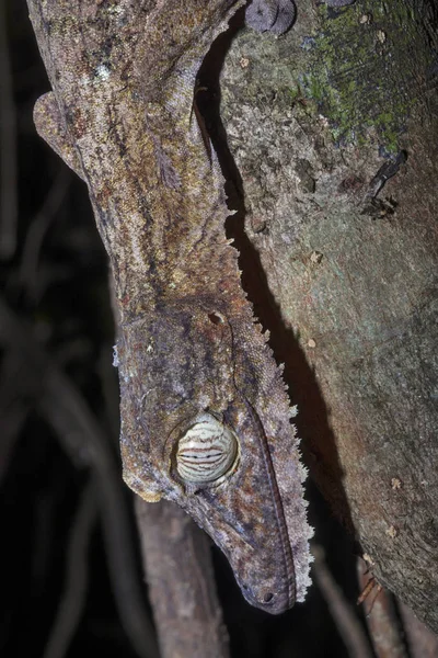 Retrato Fat Tail Gecko Uroplatus Fimbriatus Nosy Mangabe Madagáscar — Fotografia de Stock