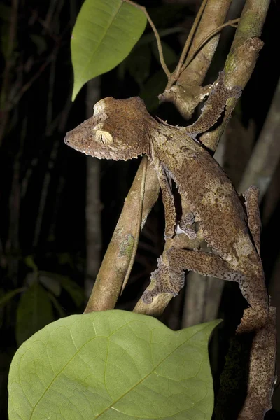 stock image Fat-tail Gecko Uroplatus fimbriatus, Nosy Mangabe, Madagascar