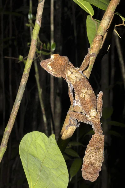 Fat Farok Gecko Uroplatus Fimbriatus Büdös Mangabe Madagaszkár — Stock Fotó