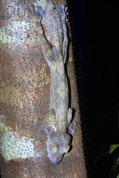 Fettschwanz Gecko Uroplatus Fimbriatus Nachtschuss Neugierige Mangabe Madagaskar — Stockfoto