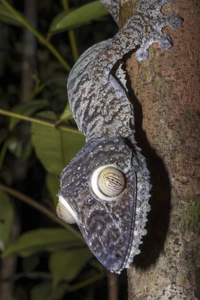 Портрет Gecko Uroplatus Fimbriatus Nosy Mangabe Мадагаскар — стоковое фото
