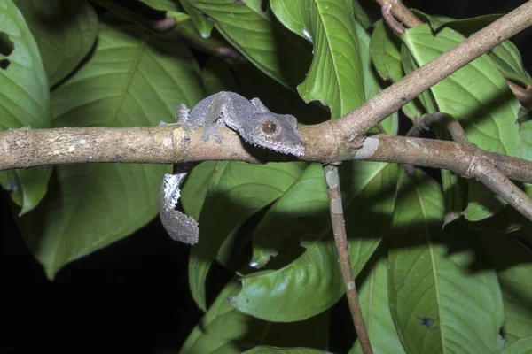 Yağlı kuyruklu Gecko Uroplatus fimbriatus, meraklı Mangabe, Madagaskar