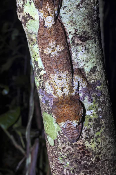 Fat Tail Gecko Uroplatus Fimbriatus Disparo Nocturno Nosy Mangabe Madagascar —  Fotos de Stock