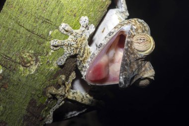 Yağlı kuyruklu Gecko Uroplatus fimbriatus onun ağzı açık, meraklı Mangabe, Madagaskar tehdit ediyor.