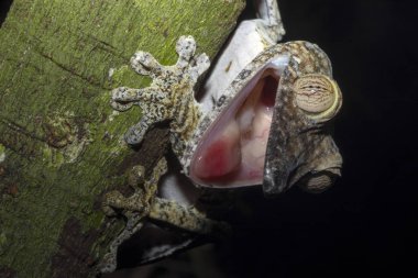 Yağlı kuyruklu Gecko Uroplatus fimbriatus onun ağzı açık, meraklı Mangabe, Madagaskar tehdit ediyor.