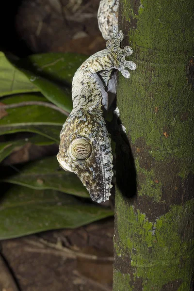 Gecko Uroplatus Fimbriatus Nosy Mangabe Madagáscar — Fotografia de Stock