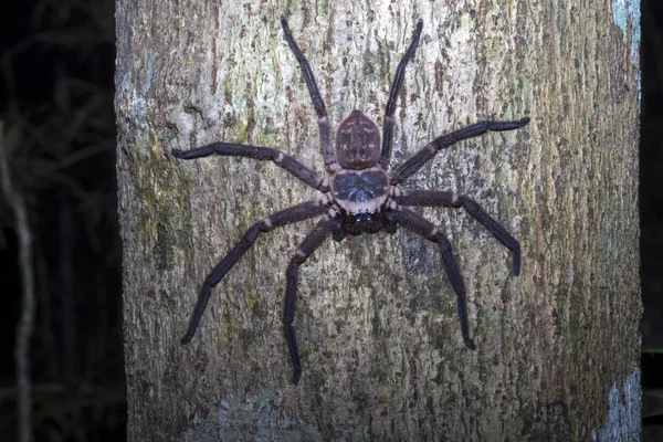 Big Spider Trunk Forest Nosy Mangabe Madagascar — Stock Photo, Image