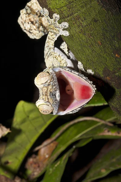 Fat Tail Gecko Uroplatus Fimbriatus Ameaça Sua Boca Aberta Nosy — Fotografia de Stock