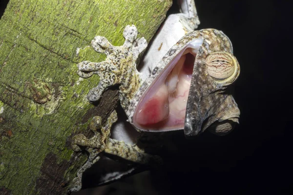 Fat Tail Gecko Uroplatus Fimbriatus Ameaça Sua Boca Aberta Nosy — Fotografia de Stock