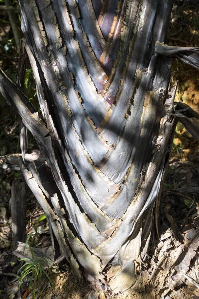 Palm Stammen Resenärer Ravenala Madagascariensis Nosy Mangabe Madagaskar — Stockfoto