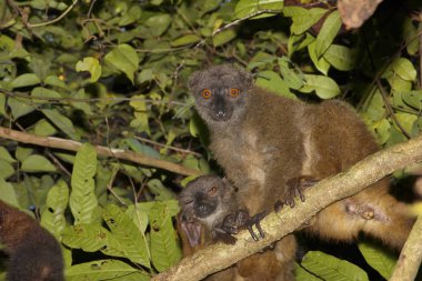 Aile Lemur, beyaz önlü Eulemur albifrons, meraklı Mangabe, Madagaskar dinlenme