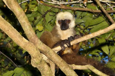 Aile Lemur, beyaz önlü Eulemur albifrons, meraklı Mangabe, Madagaskar dinlenme