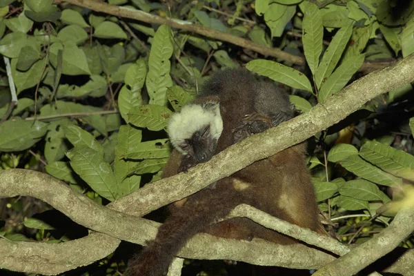 Spoczynku Rodziny Białoczelna Lemur Eulemur Albifrons Nosy Mangabe Madagaskar — Zdjęcie stockowe
