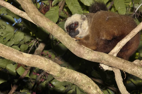 Famille Repos Lémurien Front Blanc Eulemur Albifrons Nosy Mangabe Madagascar — Photo