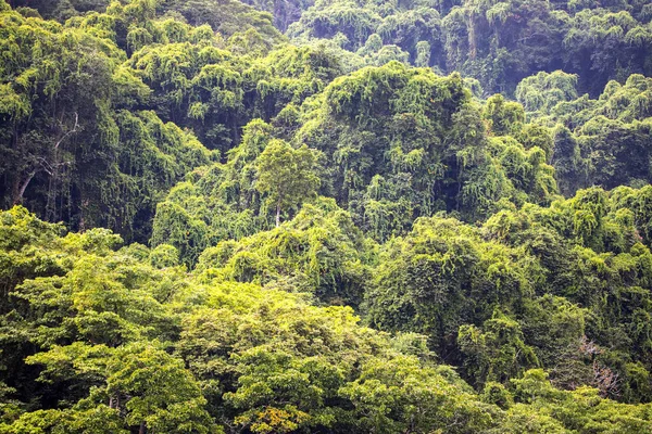 Oorspronkelijke Forest Nosi Mangabe Madagaskar — Stockfoto