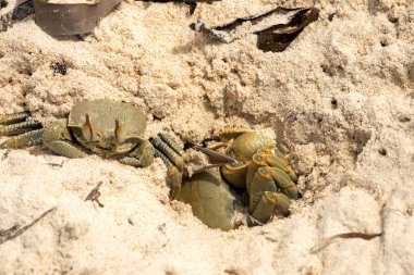 deniz kenarı, Madagaskar kuzeyinde Kuru Yosun yengeç