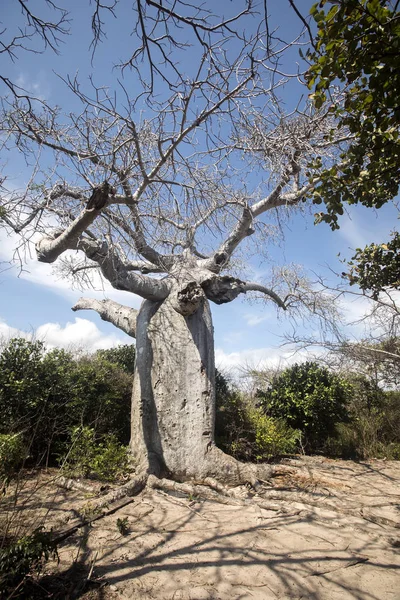 Gammal Baobab Norra Madagaskar — Stockfoto