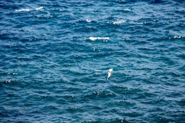 Atlantik Okyanusu, Madagaskar Balık tutma beyaz kuyruklu Tropik kuşu, Phaeton lepturus,