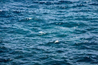 Atlantik Okyanusu, Madagaskar Balık tutma beyaz kuyruklu Tropik kuşu, Phaeton lepturus,