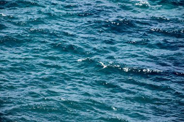 Atlantik Okyanusu, Madagaskar Balık tutma beyaz kuyruklu Tropik kuşu, Phaeton lepturus,