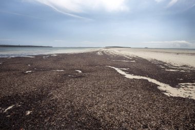 Madagaskar kuzeyinde defne Amoronia turuncu Kuru Yosun kaplı sahil