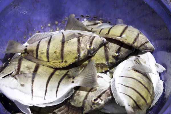 Peixe Recentemente Capturado Oceano Índico Madagáscar — Fotografia de Stock