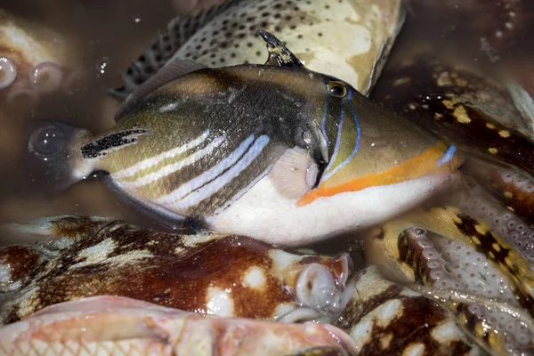 Peces Recién Capturados Océano Índico Madagascar — Foto de Stock