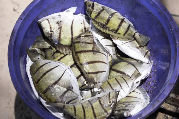 Peixe Recentemente Capturado Oceano Índico Madagáscar — Fotografia de Stock