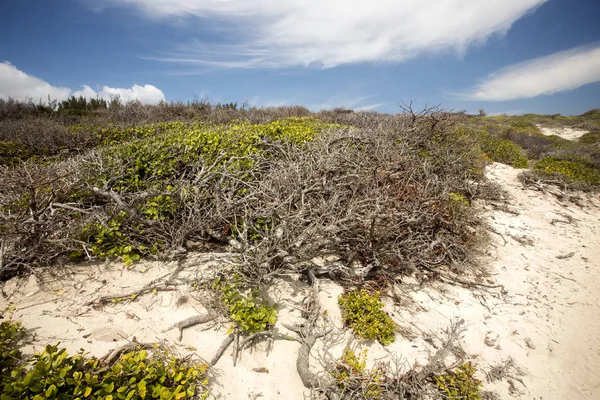 Coastal Vegetation Indian Ocean Amoronia Orange Bay North Madagascar — Stock Photo, Image