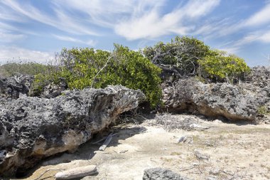 Kıyı bitki örtüsü rüzgar-Hint Okyanusu kurdu. Amoronia turuncu defne Madagaskar kuzeyinde,