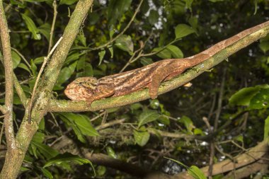 Endemik bukalemun, Amber dağ, Madagaskar Amber dağ bukalemun, Calumma ambreensis olduğunu