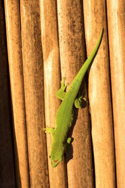 sıradan Madagaskar gün gecko, Phelsuma madagascariensis insan evleri, Madagaskar oluşur.