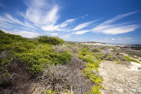 Coastal Vegetation Wind Formed Indian Ocean Amoronia Orange Bay North — Stock Photo, Image