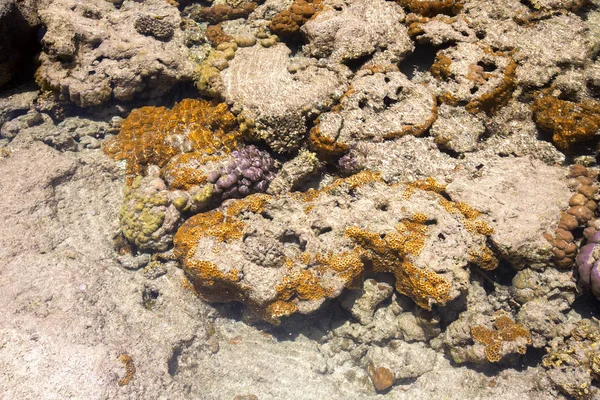 Koraller Det Grunda Vattnet Indiska Oceanen Amoronia Orange Bay Norr — Stockfoto